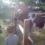 HelloCow